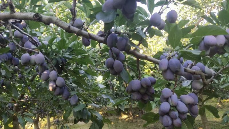 陕西西梅李子蓝西梅李子大量上市全国发货欢迎咨询