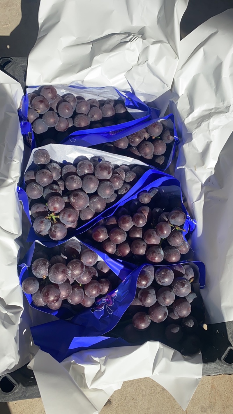 代办实力供货辽宁辽南精品巨峰葡萄天天发车