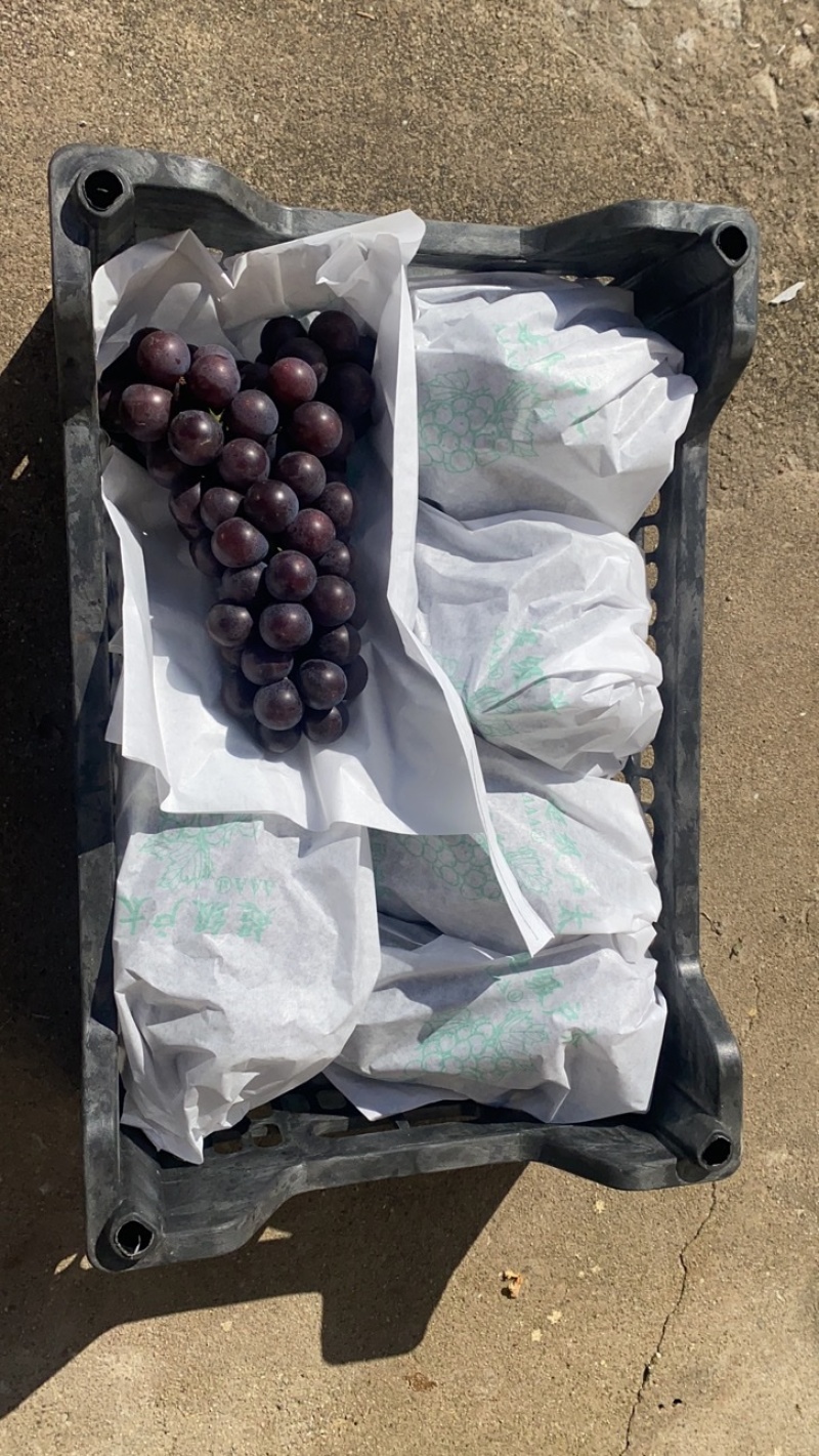 代办实力供货辽宁辽南精品巨峰葡萄天天发车