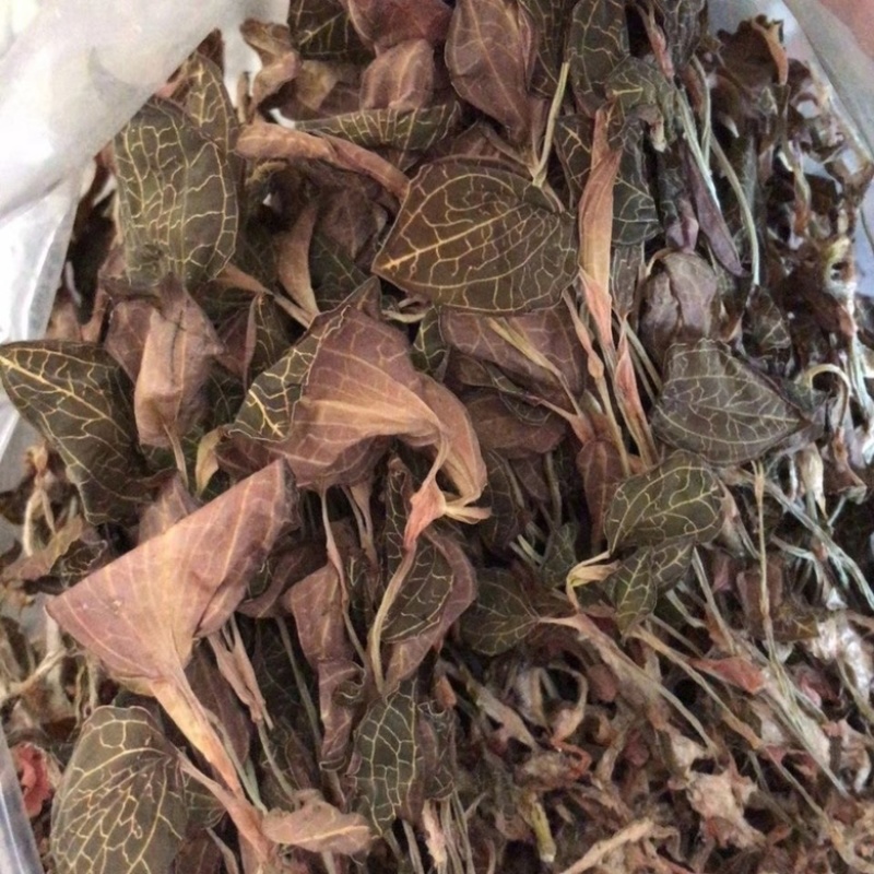 【金线莲】金线莲干度颜色好无碎林下种植一手货源质量保证