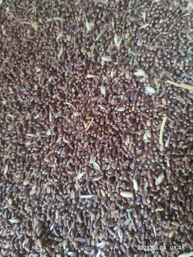 石磨紫麦全麦面粉