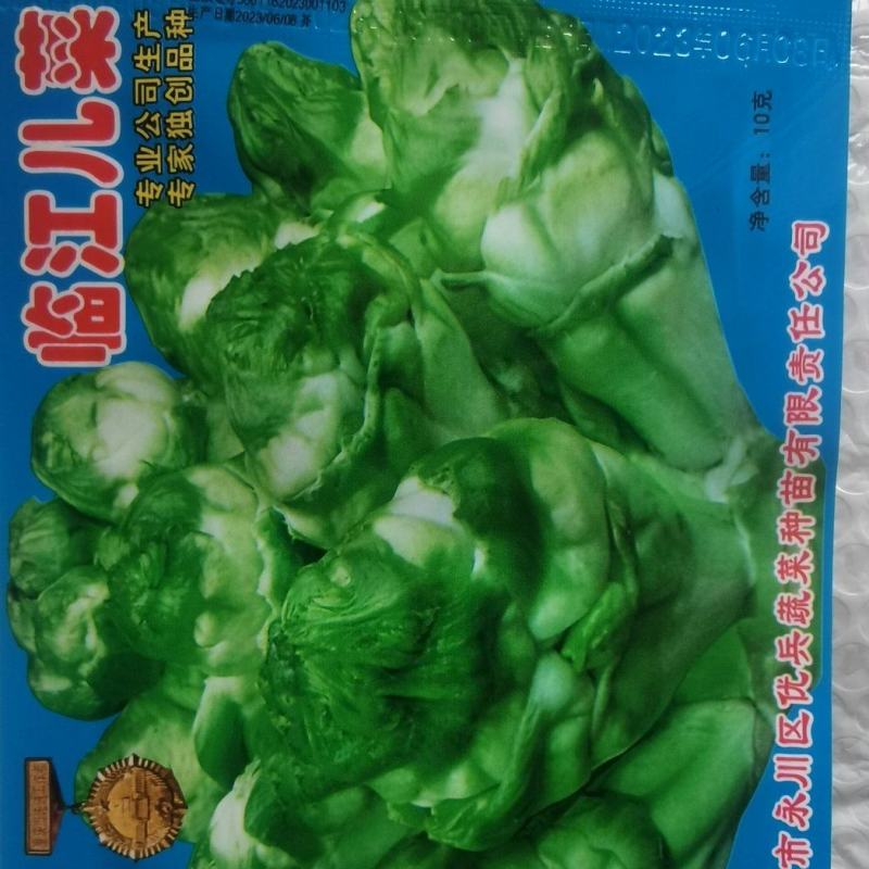 儿菜种子临江儿菜中晚熟大棵型高产优质儿菜脆甜品质好