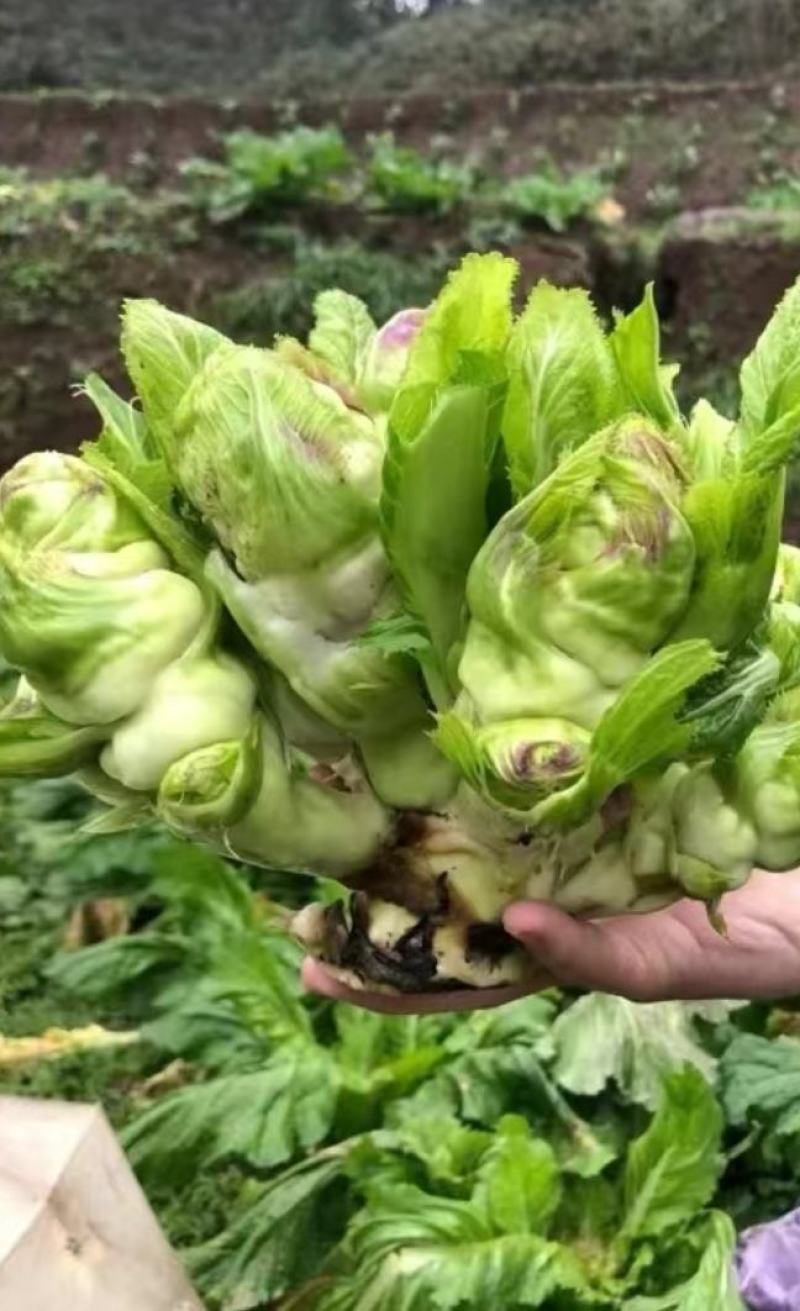 儿菜种子临江儿菜中晚熟大棵型高产优质儿菜脆甜品质好