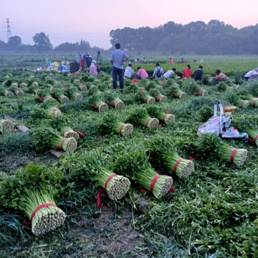 香芹，西芹，毛芹菜，