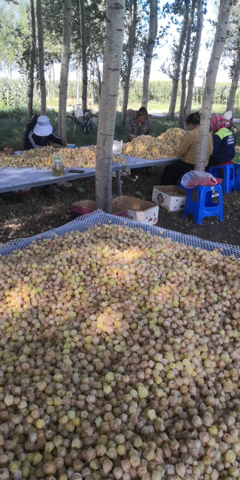 东北灯笼果自家种植质量好，嘎嘎甜呢