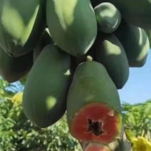 白心红心木瓜工厂市场每天新鲜采摘二十万斤以上