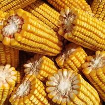 玉米棒，玉米粒，碎玉米，霉变粮，小麦。