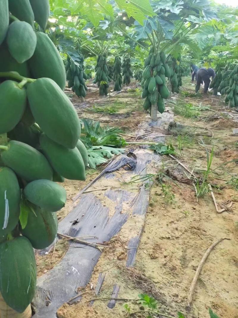 白心红心木瓜工厂市场每天新鲜采摘二十万斤以上