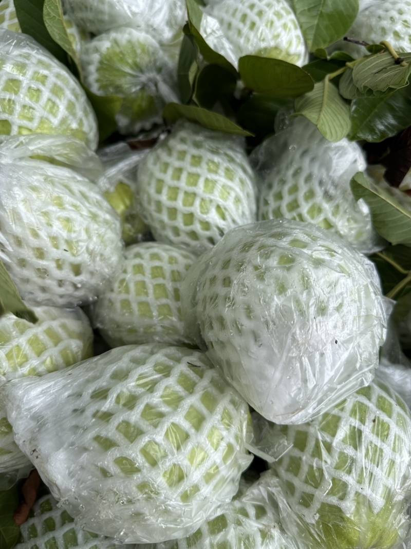 白心番石榴