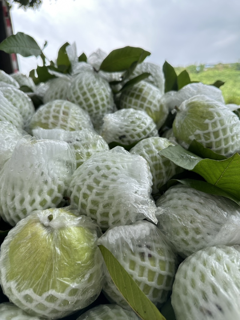 白心番石榴