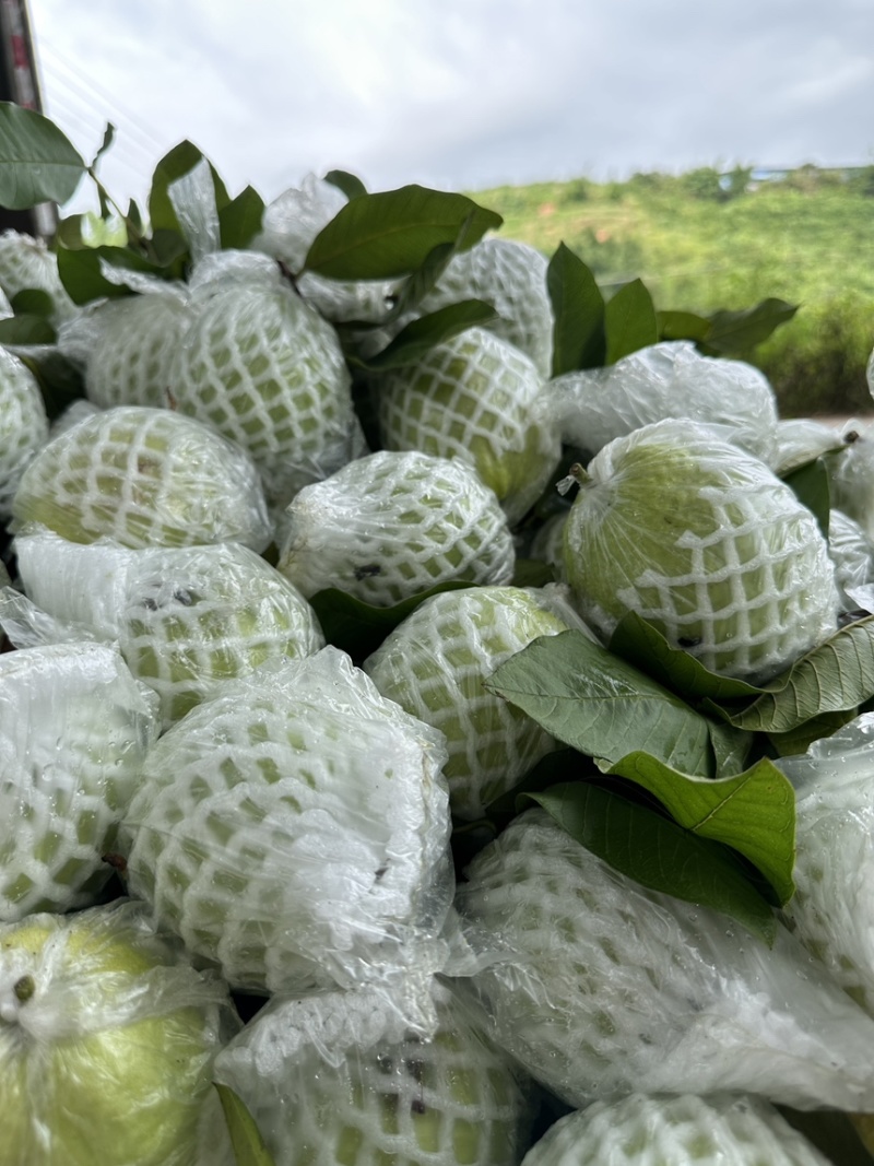 白心番石榴