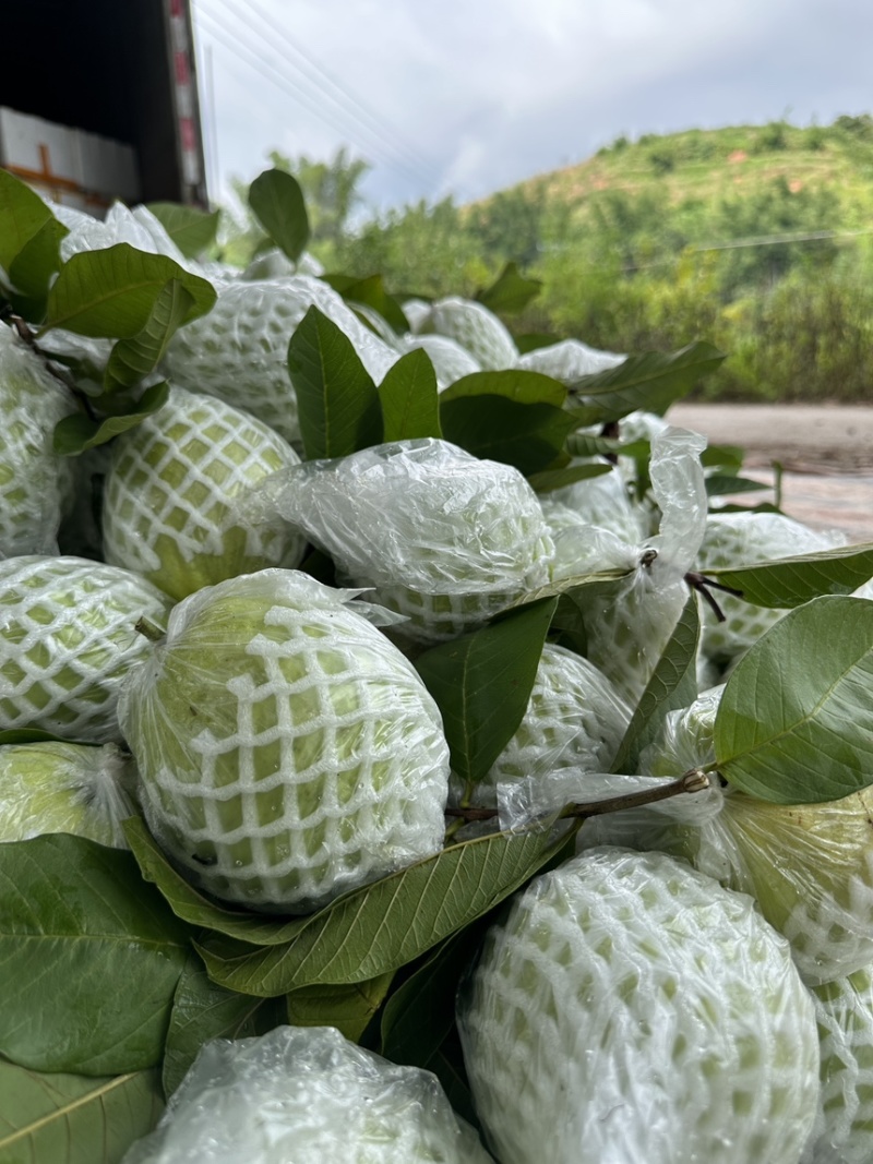白心番石榴