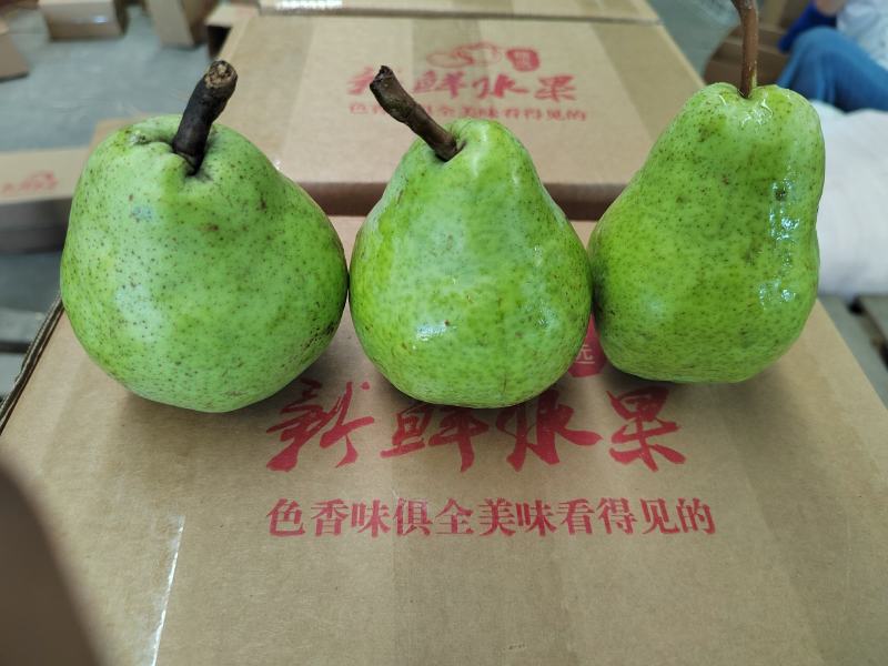 烟台太婆梨