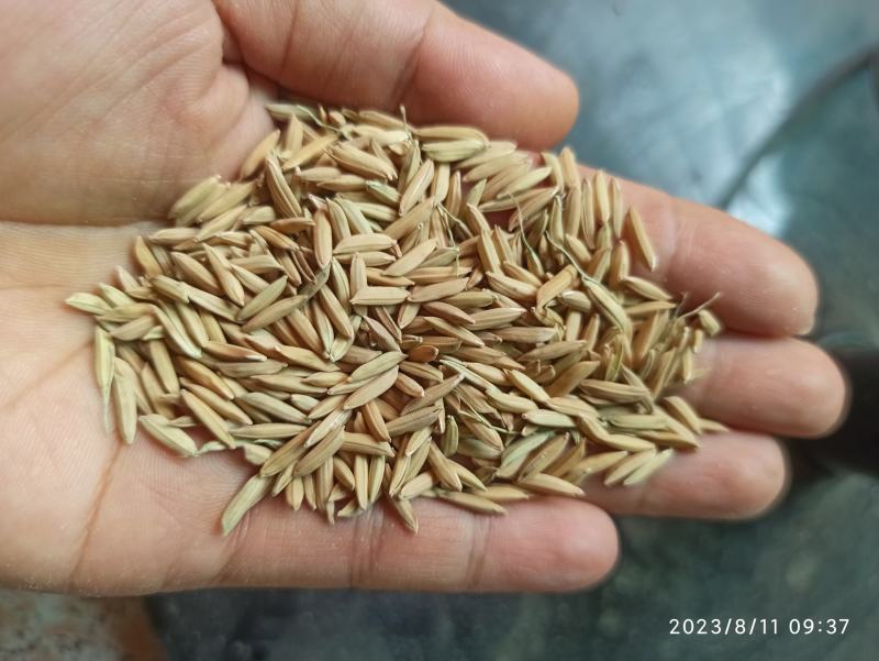 2023年10月收获烘干竹香占米质油亮香味浓郁软糯香甜