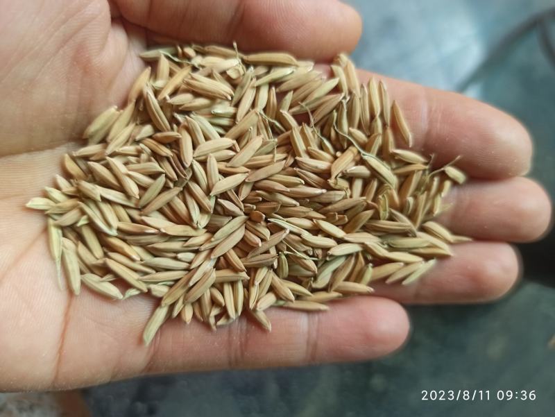 2023年10月收获烘干竹香占米质油亮香味浓郁软糯香甜