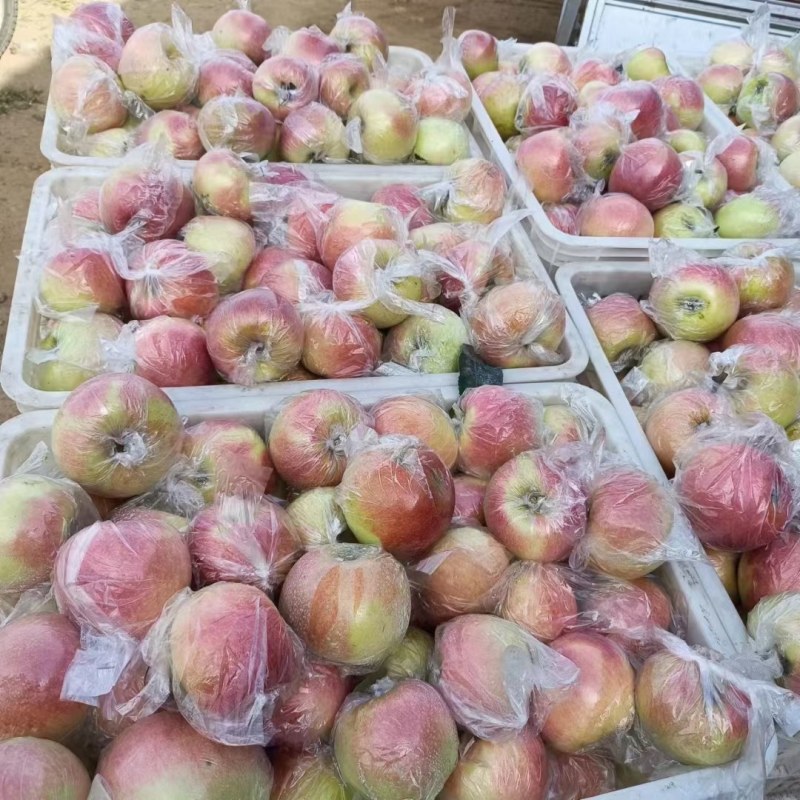 山东临沂美八苹果，红露苹果大量上市了全国发货，产地直销