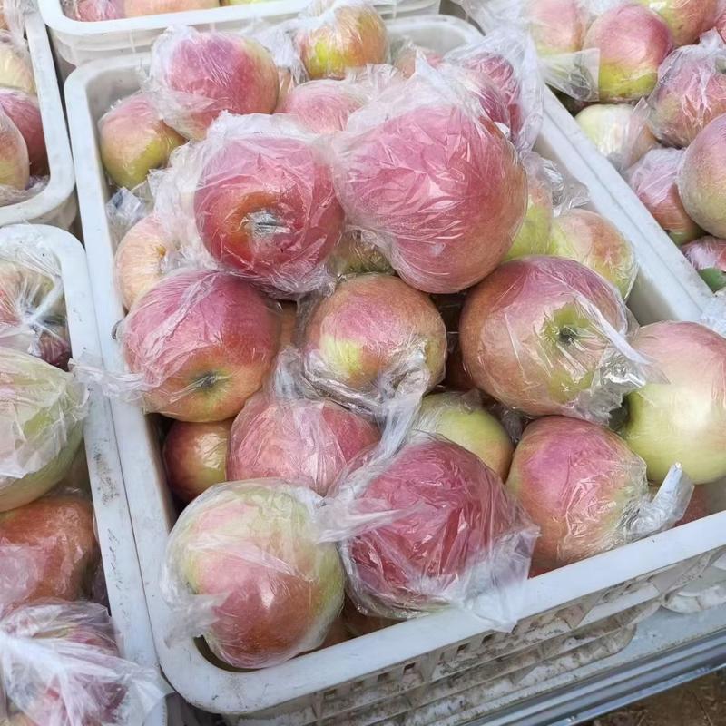 山东临沂红露苹果大量上市了货源大量有货全国发货