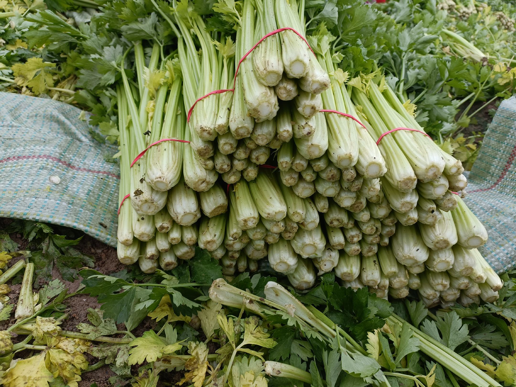 芹菜叶片完全变红的效果图
