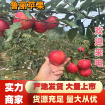 辽宁绥中鲁丽苹果颜色好口感甜脆大量上市中