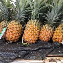 风梨
