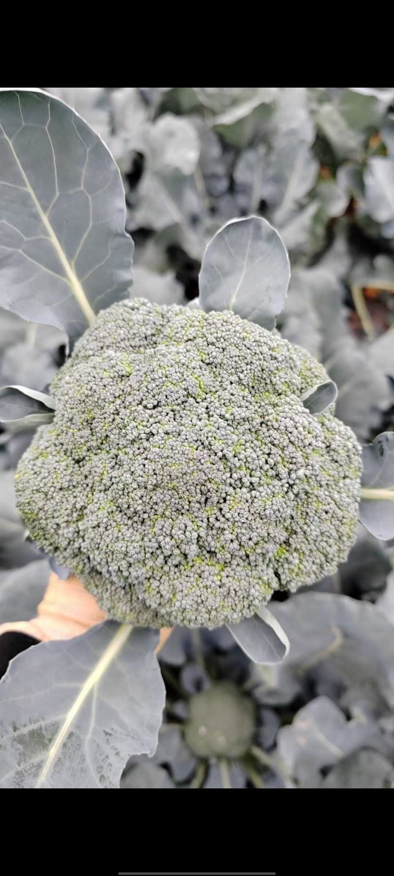 精品青花苗现苗苗清秀整齐根系发达成活率高