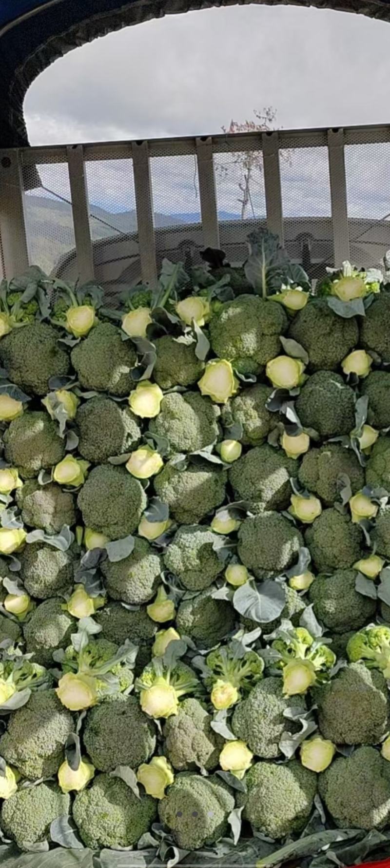 精品青花苗现苗苗清秀整齐根系发达成活率高