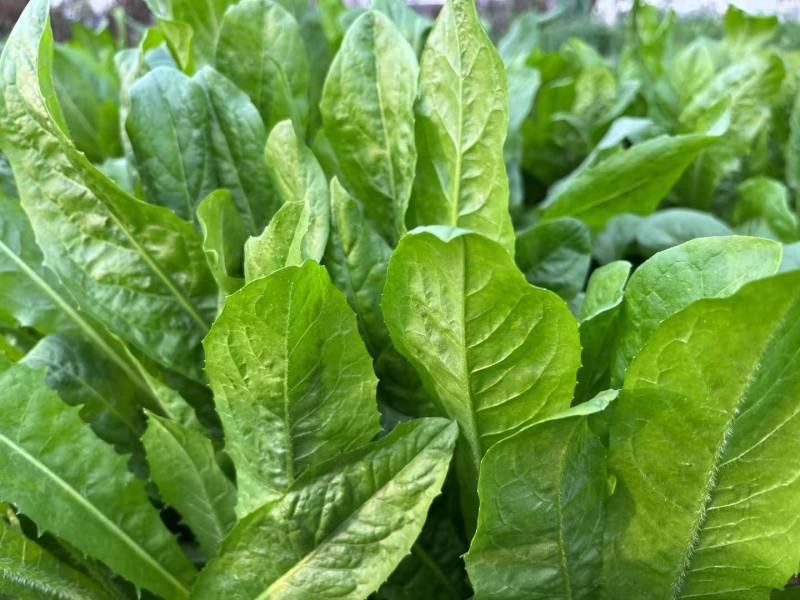 3万吨青储牧草牛羊发酵饲料