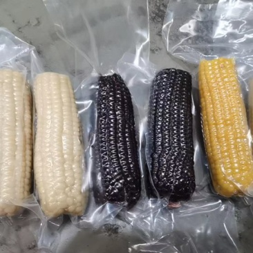 黑白黄糯玉米统统抛售