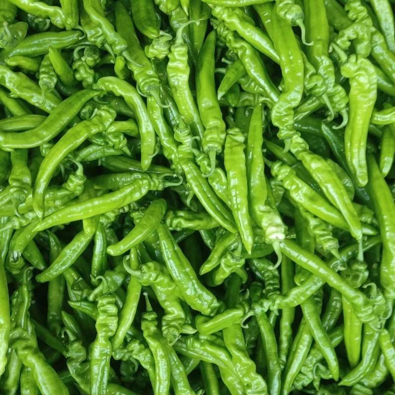 长剑尖椒质量好绿色蔬菜。