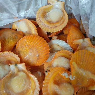 半壳扇贝适合烧烤蒸煮