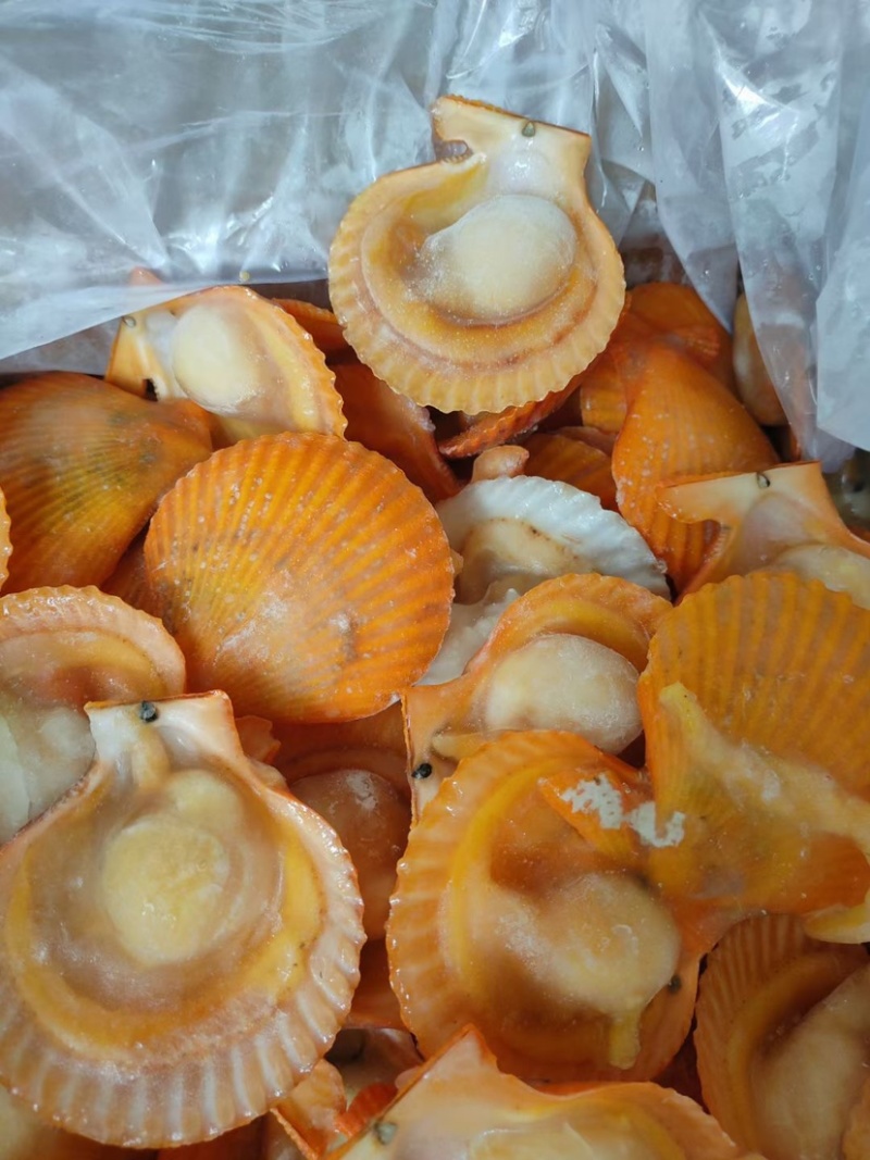 半壳扇贝适合烧烤蒸煮