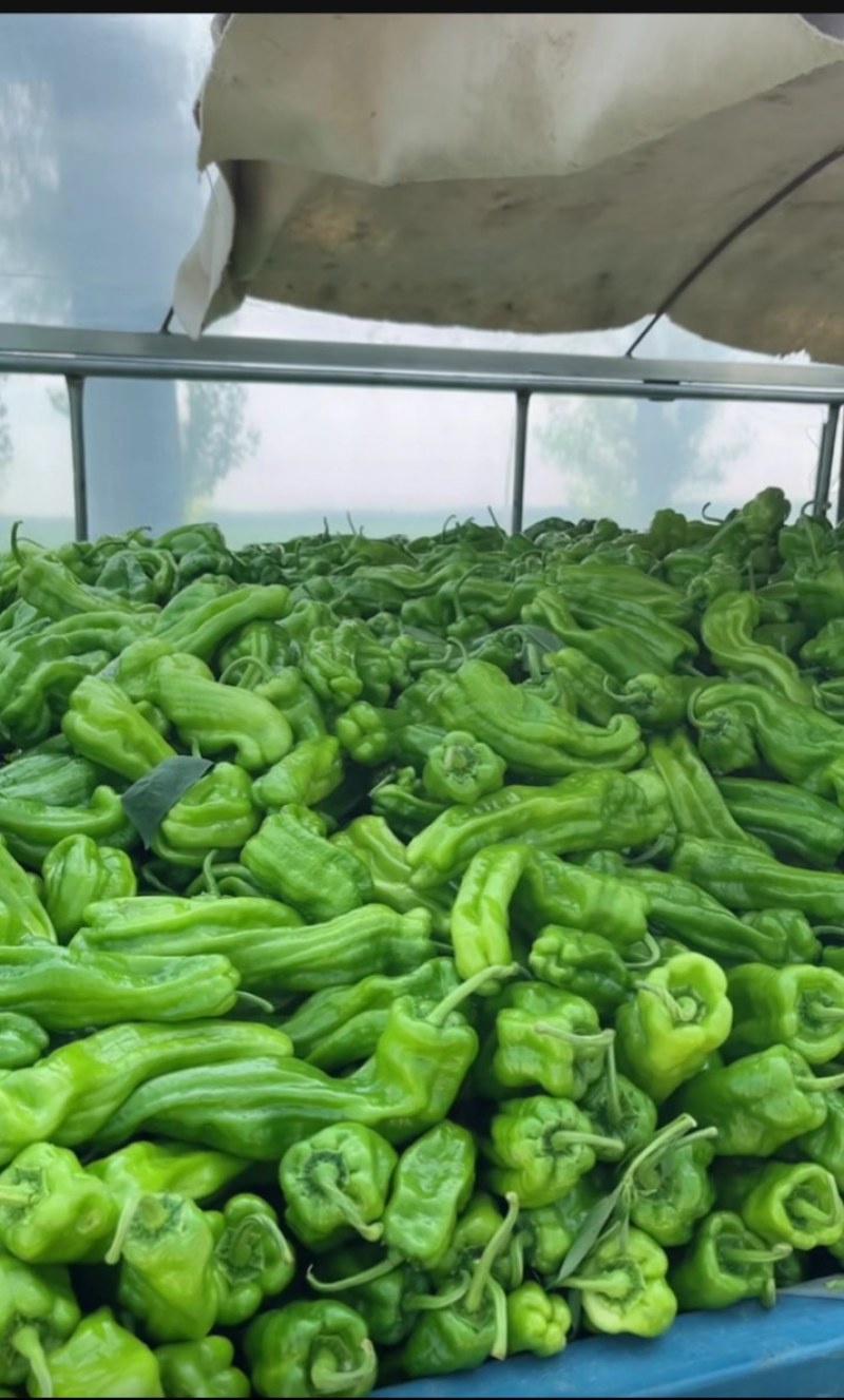 黑龙江芜湖辣椒大量上市！需要的老板联系我…