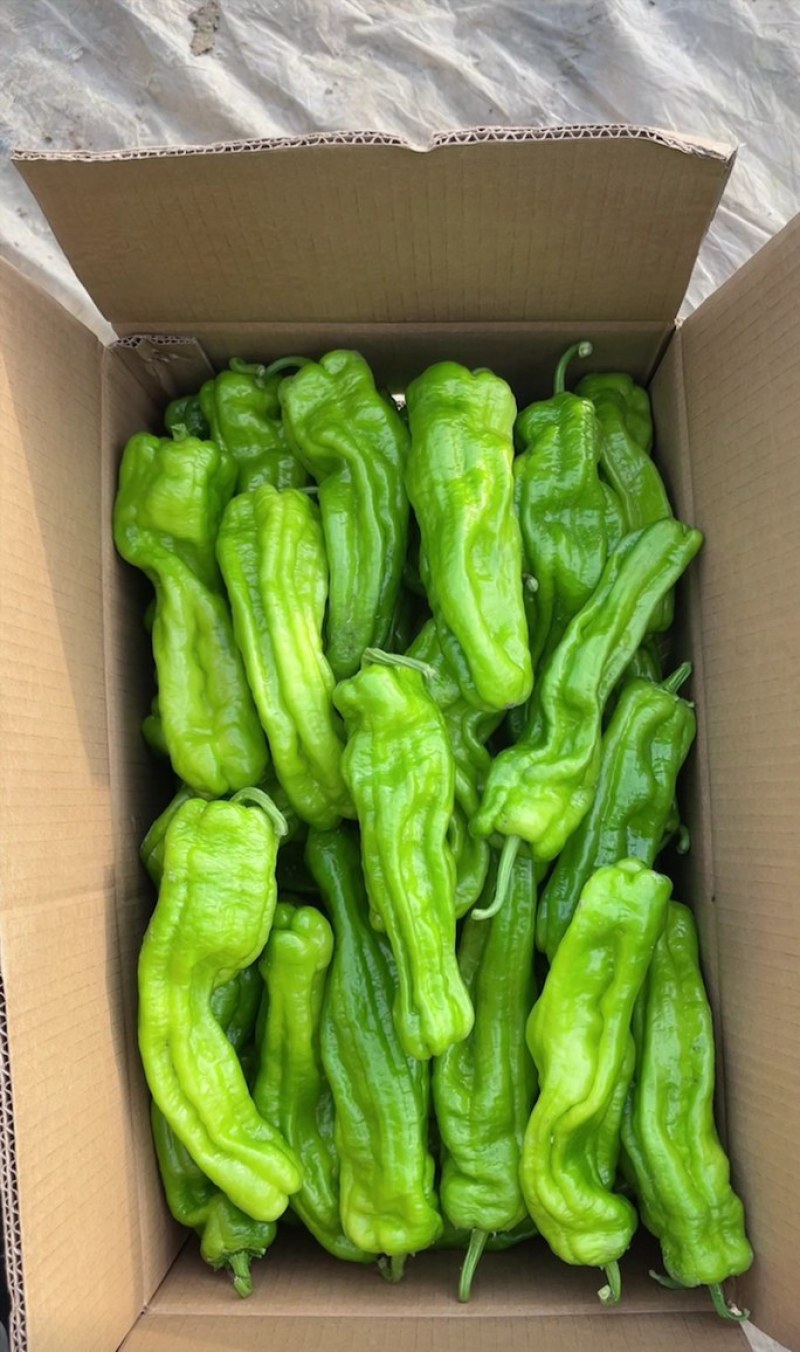 黑龙江芜湖辣椒大量上市！需要的老板联系我…