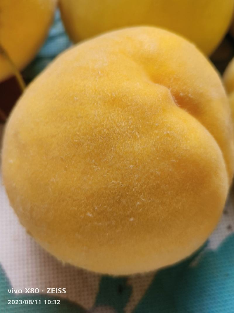 精品黄桃，大量上市，口感纯正香甜，量大优惠，需要联系