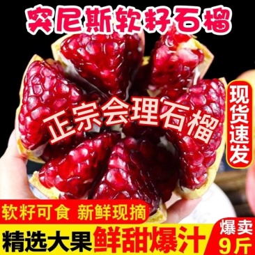 会理突尼斯软籽石榴