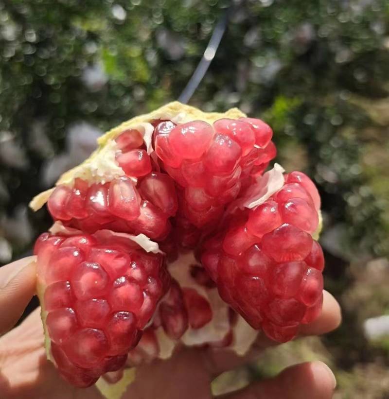会理突尼斯软籽石榴