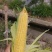 太阳花水果玉米