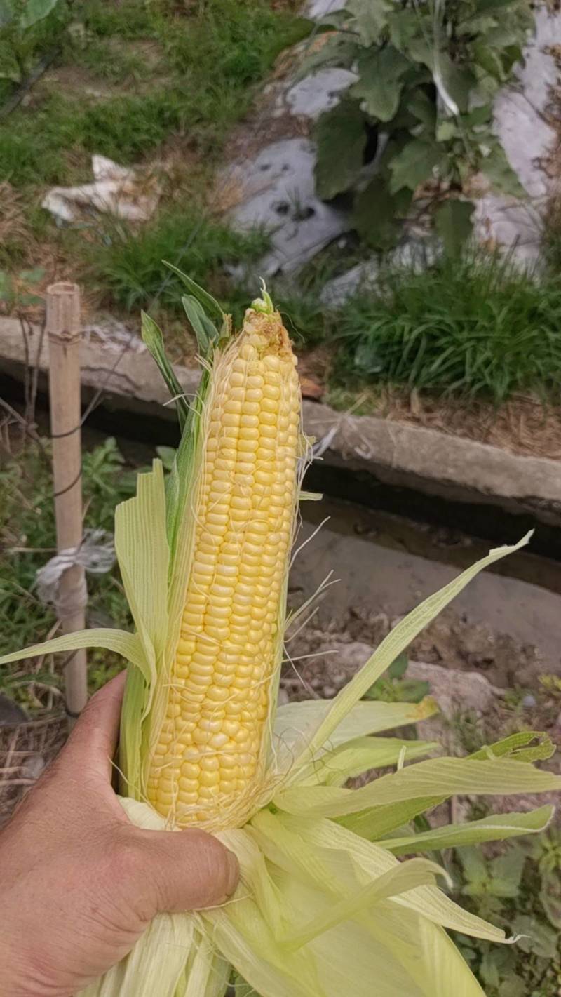 太阳花水果玉米