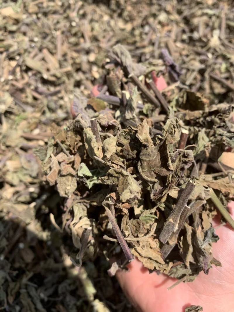 广藿香带叶茎杆