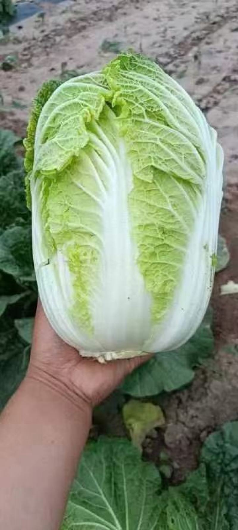 大白菜上市中，精品黄心大白菜，