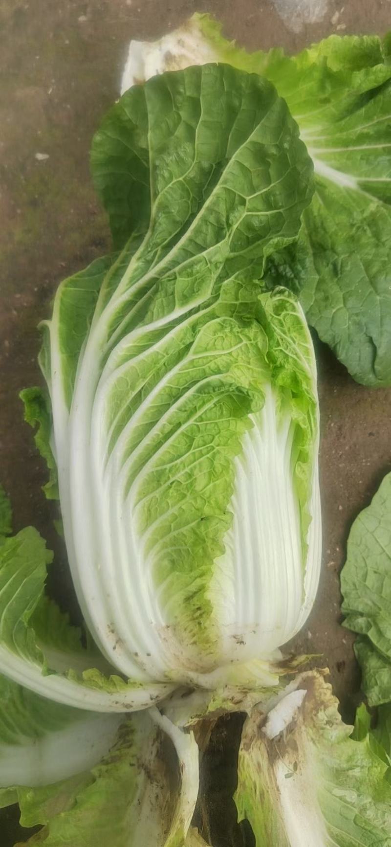 大白菜上市中，精品黄心大白菜，