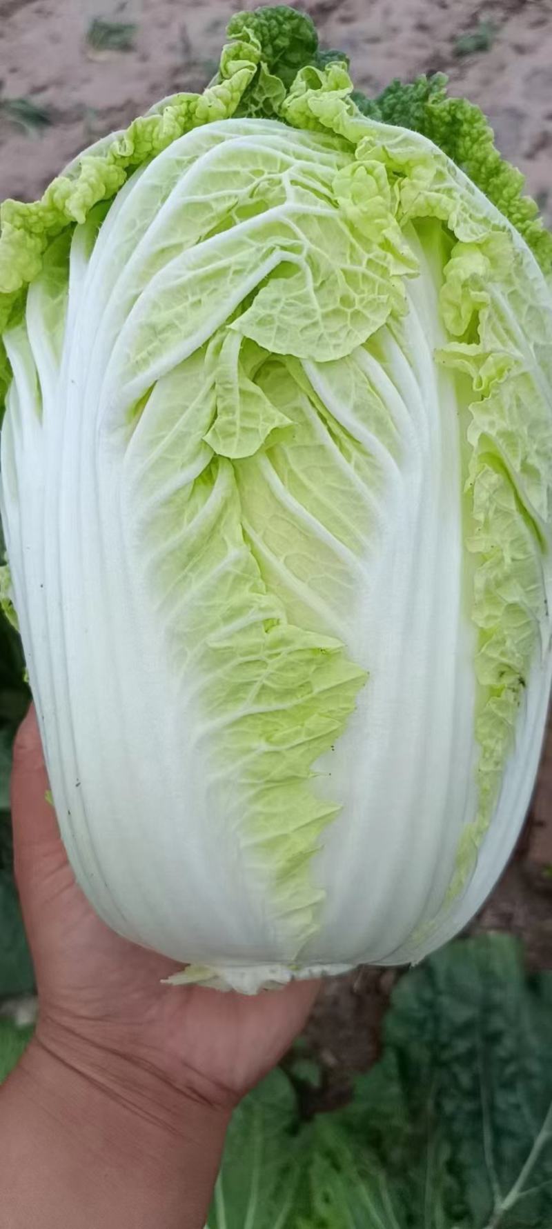 大白菜上市中，精品黄心大白菜，