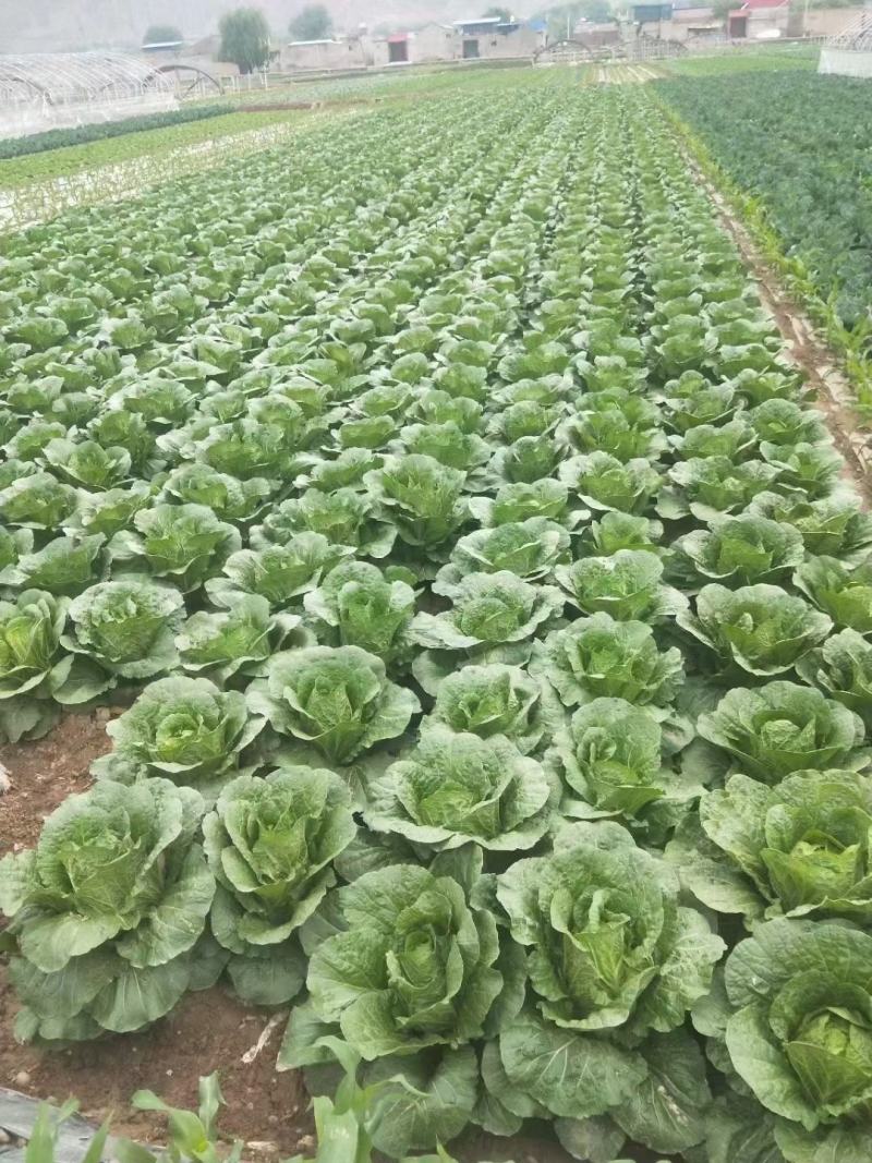 大白菜上市中，精品黄心大白菜，