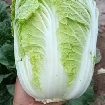 大白菜上市中，精品黄心大白菜，