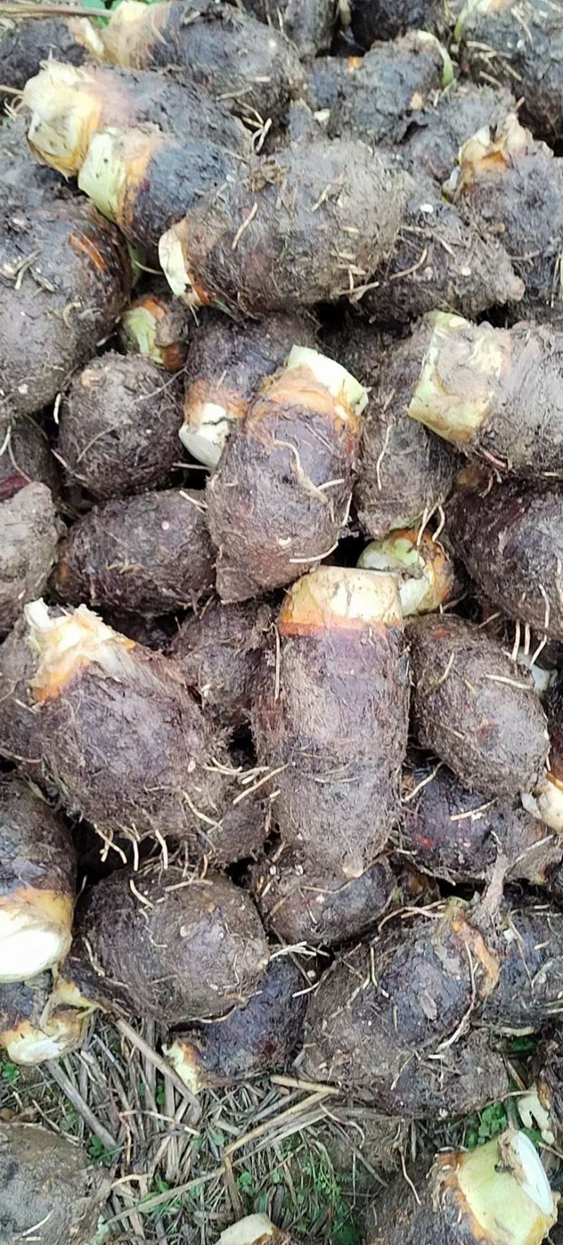 广西荔浦芋头大量上市货源充足质量保证全国代发货