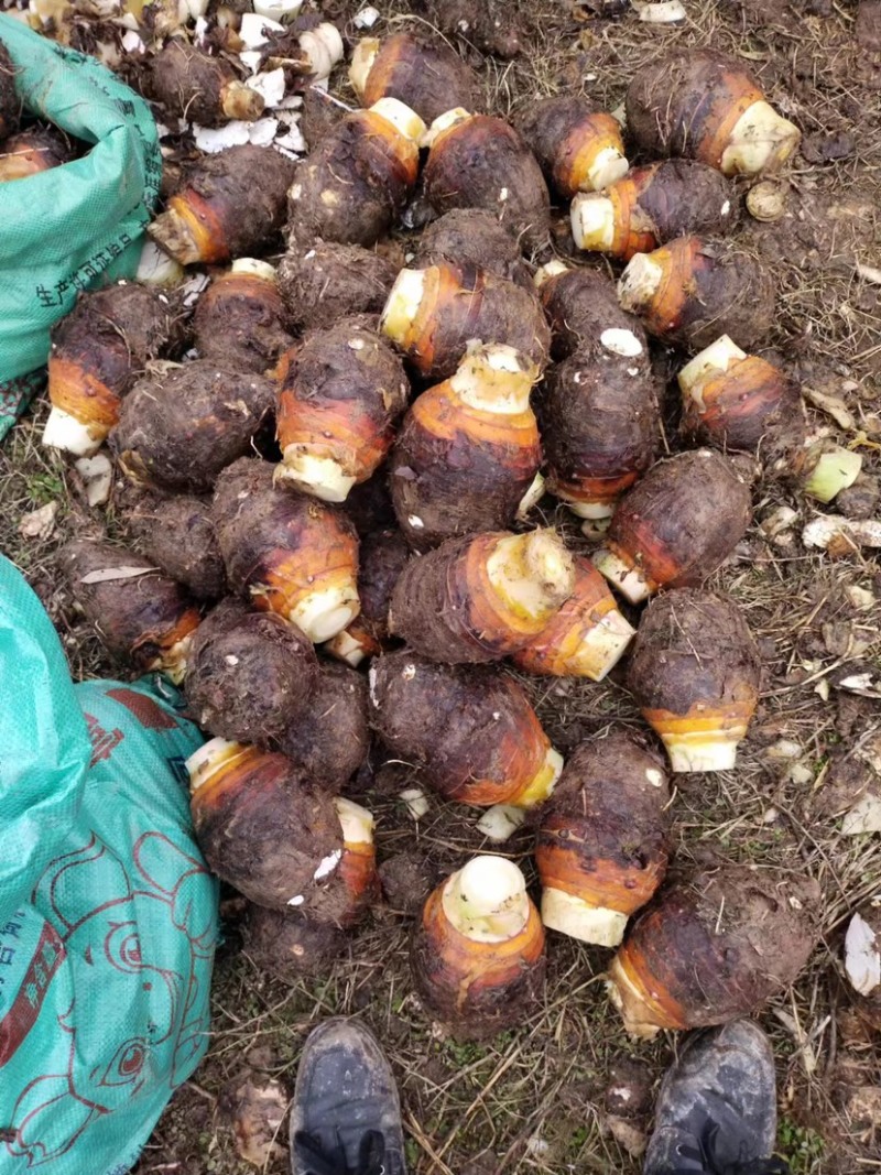 广西荔浦芋头大量上市货源充足质量保证全国代发货