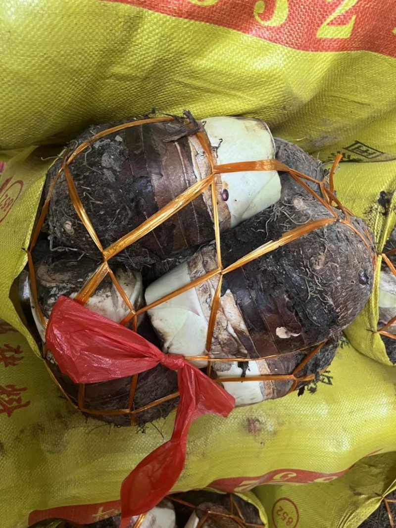 广西荔浦芋头大量上市货源充足质量保证全国代发货