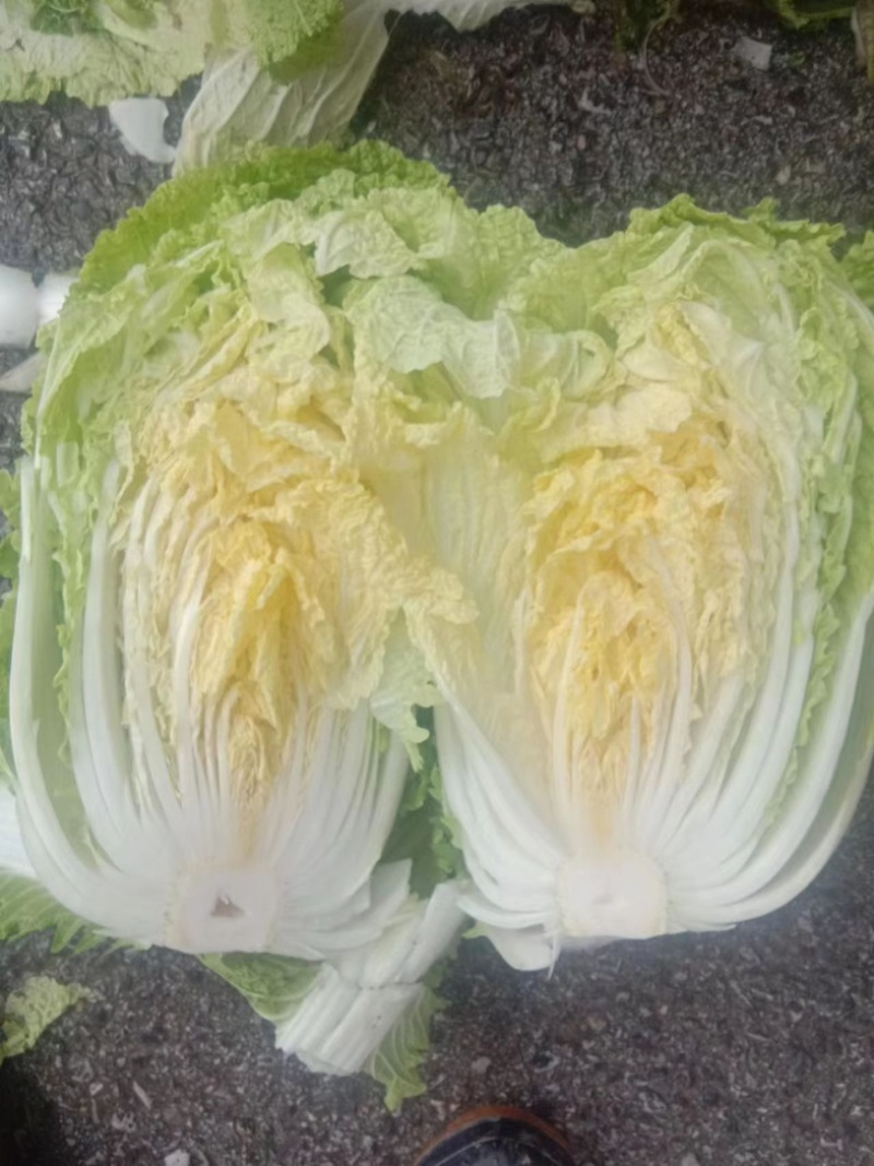 【实力牛商推荐】产地大白菜直供对接批发商欢迎采购