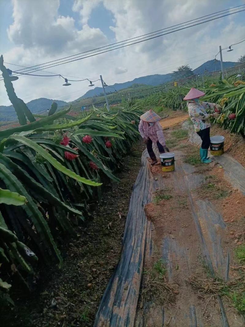 海南火龙果产地整车代办供应市场档口社区团购