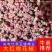 韩城大红袍,一手货源,产地直供,色美,味麻,原货无杂